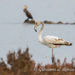 Fenicottero (Phoenicopterus roseus)