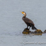 Cormorano (Phalacrocorax carbo)
