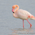 Fenicottero (Phoenicopterus roseus)