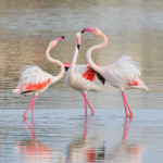 Fenicotteri (Phoenicopterus roseus)