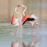 Fenicotteri (Phoenicopterus roseus)