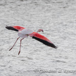 Fenicottero (Phoenicopterus roseus)