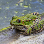 Rana comune (Pelophylax esculentus)