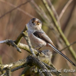 Codibugnolo (Aegithalos caudatus)