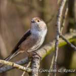 Codibugnolo (Aegithalos caudatus)