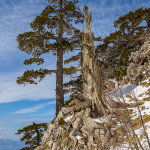 Fiero guardiano del Canalo SO di Monte Pollino