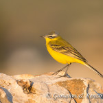 Cutrettola (Motacilla flava)