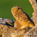 Civetta (Athene noctua)