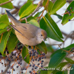 Capinera (Sylvia atricapilla)