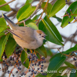 Capinera (Sylvia atricapilla)