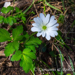 Anemone dell'Appennino (Anemone apennina L., 1753)