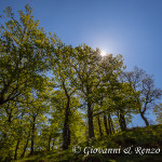 Il bosco di Santa Venere