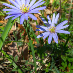 Anemone dell'Appennino (Anemone apennina L., 1753)