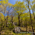 Il bosco di Santa Venere