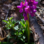 Orchide romana (Dactylorhiza romana (Sebast.) Soó, 1962)