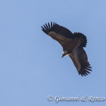 Grifone (Gyps fulvus)