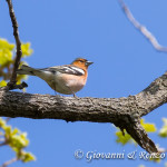 Fringuello (Fringilla coelebs)