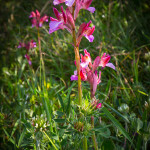 Orchidea farfalla (Anacamptis papilionacea (L.) R.M.Bateman, Pridgeon & M.W.Chase, 1997)