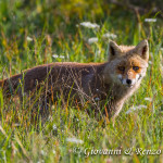 Volpe (Vulpes vulpes)