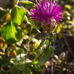 Fiordaliso cicalino (Centaurea alba L. subsp. deusta (Ten.) Nyman)