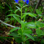 Erba perla azzurra (Buglossoides purpureocaerulea (L.) I.M.Johnst.)