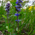 Bugula o Erba di San Lorenzo (Ajuga reptans L.)