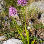 Orchide italica (Orchis italica Poir., 1798)