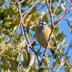 Zigolo muciatto (Emberiza cia)