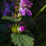 Falsa ortica macchiata (Lamium maculatum (L.) L., 1763)