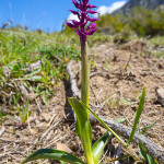 Orchidea piramidale (Anacamptis pyramidalis (L.) Rich., 1817)