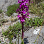 Orchide a quattro punti (Orchis quadripunctata Cirillo ex Ten., 1811)