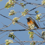 Codirosso comune (Phoenicurus phoenicurus)