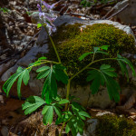 Colombina solida (Corydalis solida (L.) Clairv.)