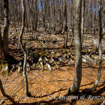 Lame di roccia nel bosco