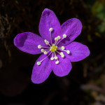 Erba trinità (Hepatica nobilis Schreb., 1771)