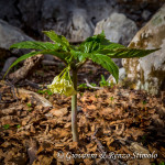 Dentaria a nove foglie (Cardamine enneaphyllos (L.) Crantz)