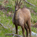 Camoscio d'Abruzzo (Rupicapra pyrenaica ornata Neumann, 1899)