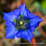 Genziana (Gentiana dinarica Beck)