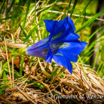 Genziana (Gentiana dinarica Beck)