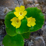 Primula orecchia d'orso (Primula auricula, L., 1753)