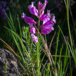 Poligala comune (Polygala vulgaris L.)