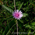 Radicchiella rosea (Crepis rubra L.)