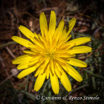 Grespino sfrangiato (Sonchus tenerrimus L.)