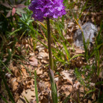 Orchidea screziata (Neotinea tridentata (Scop.) R.M.Bateman, Pridgeon & M.W.Chase, 1977)