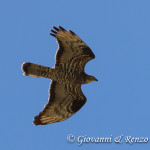 Falco pecchiaiolo (Pernis apivorus)