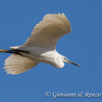 Garzetta (Egretta garzetta)