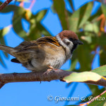 Passera mattugia (Passer montanus)