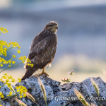 Poiana (Buteo buteo)