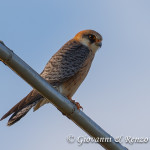 Falco cuculo (Falco vespertinus)