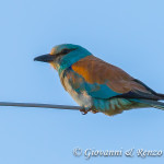 Ghiandaia marina (Coracias garrulus)